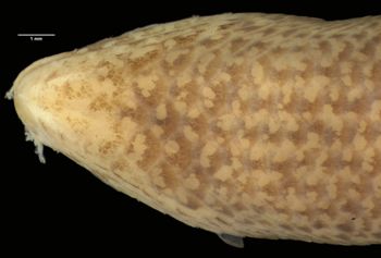 Media type: image;   Herpetology R-37205